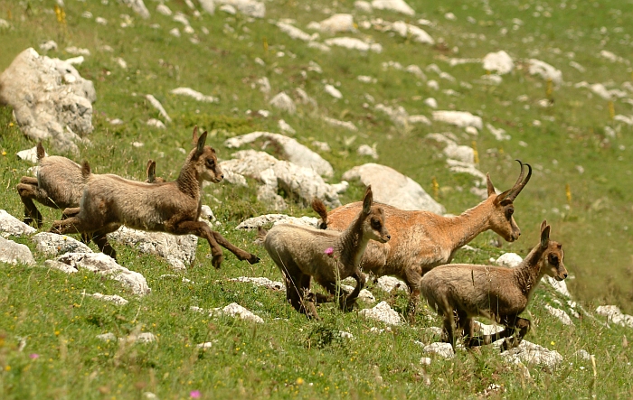 Camoscio d''Abruzzo Rupicapra pyrenaica ornata